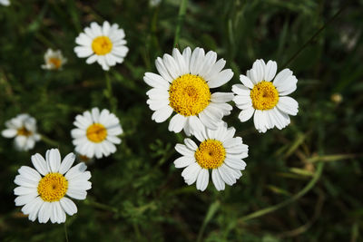 Close-up of white daisy flowers