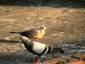 High angle view of bird on field