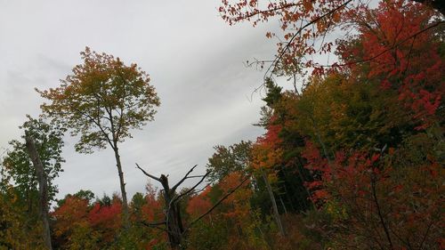 Low angle view of trees against sky