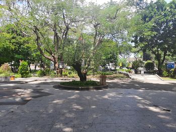 View of trees in park