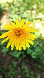 Close-up of yellow flower