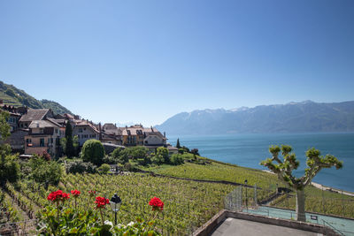 Lavaux landscape 