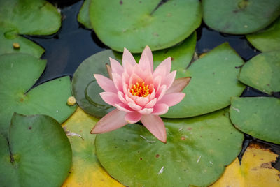 Close-up of lotus water lily in pond