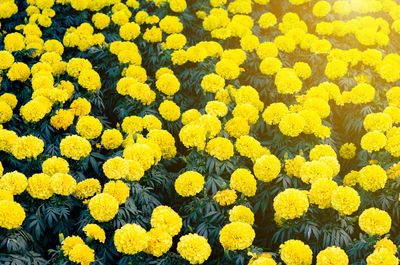 Close-up of yellow flowers