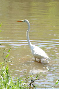 View of a bird in lake