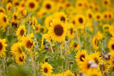 Close-up of sunflower on field