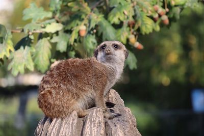 Close-up of an animal looking away