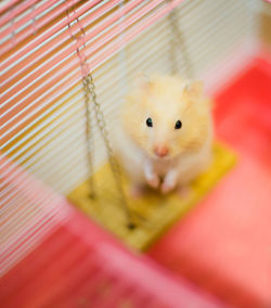 Portrait of rodent sitting on swing at home