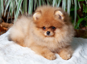 Pomeranian spitz on the floor