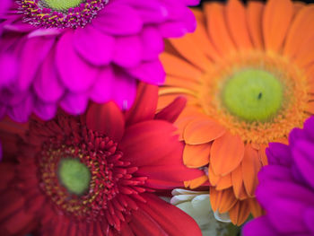 Close-up of pink daisy flower