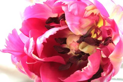 Close-up of pink flowers