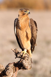 Close-up of eagle perching on rock