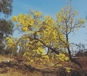 tree