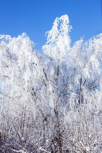 Low angle view of frozen trees against blue sky