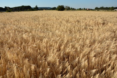 View of cereals in field against the sky