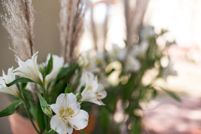 Close-up of white flowering plant