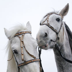 Close-up of a horse against sky