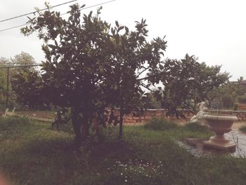 Trees on field against sky
