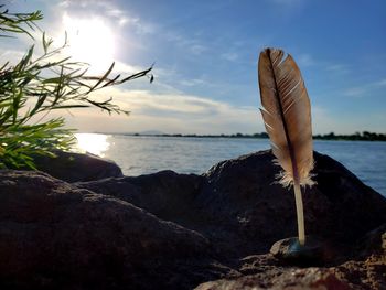 Close-up of feather on rock by sea against sky