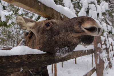 Close-up of a horse