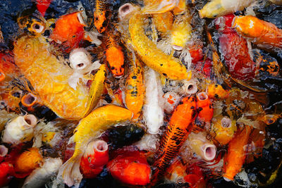 High angle view of koi carps swimming in sea