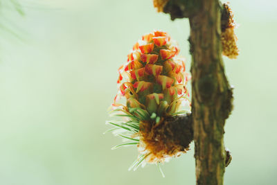 Close-up of red flowering plant against tree