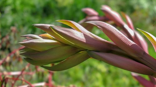 Close-up of flowering plant