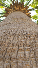 Low angle view of tree trunk