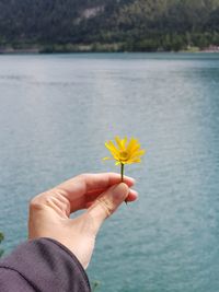 Cropped hand holding yellow flowering plant