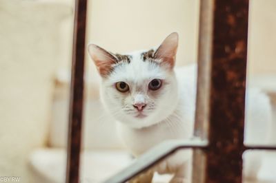 Close-up portrait of white cat