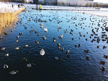 High angle view of seagulls in lake