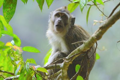 Low angle view of monkey perching on tree