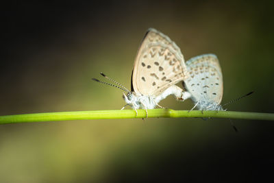 Butterfly on leaf