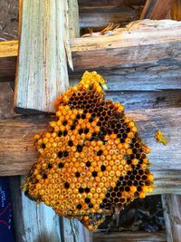 Honeycomb contains honey produced by bees, bee honey is also very good for the health. 