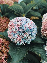 Close-up of pink hydrangea flowers