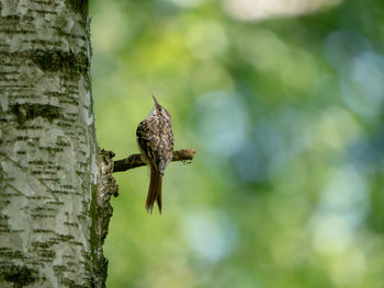 Close-up of bird perching on branch