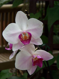 Close-up of pink orchid blooming outdoors