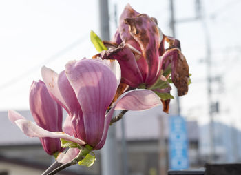 Close-up of flowers blooming outdoors