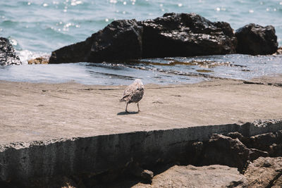 High angle view of gray heron perching on rock at beach