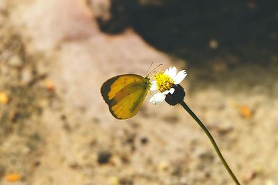 Close-up of butterfly on flower