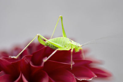 Close-up of grasshopper on flower