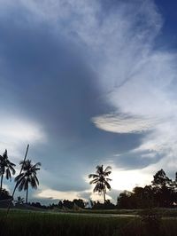 Scenic view of palm trees on field against sky