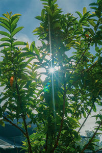 Low angle view of sunlight streaming through tree