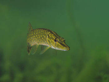 Close-up of fish swimming in sea