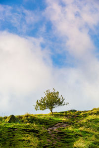 Tree on field against sky