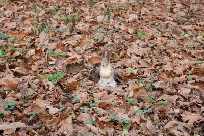 High angle view of lizard on dry land