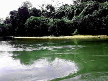 Scenic view of lake in forest