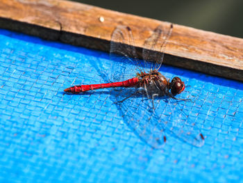 Close-up of insect on blue surface