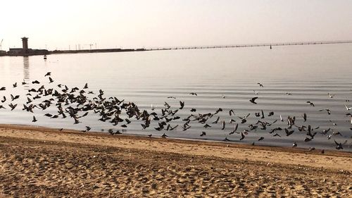 Birds flying over beach against sky