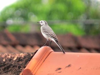 Close-up of bird perching on railing